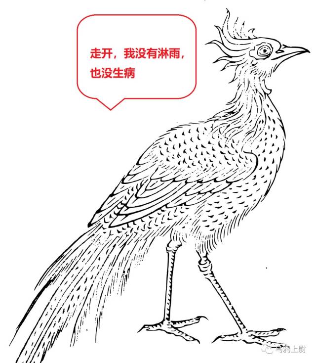 怎么体现它厉害呢 再比如《山海经·西山经》 记载了一个怪鸟 当扈 其