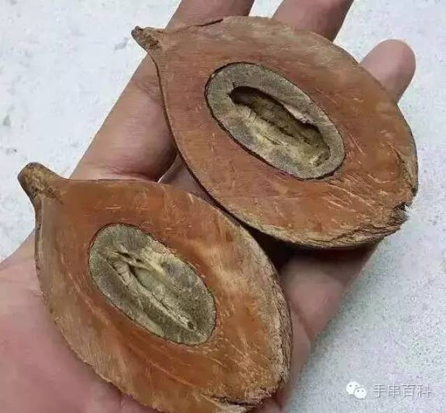 本质:巴西棕榈树的果实