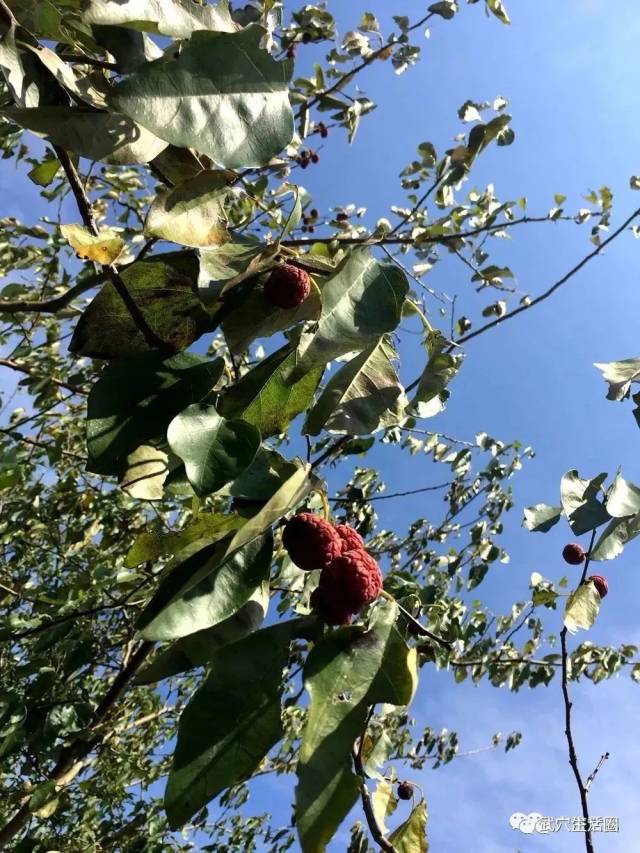 武穴深山惊现珍稀植物"帝王木"