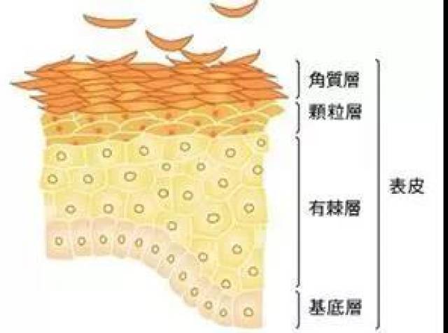 皮肤分为三层,由外到内分别为: · 表皮 (角质层,透明层,颗粒层,有棘