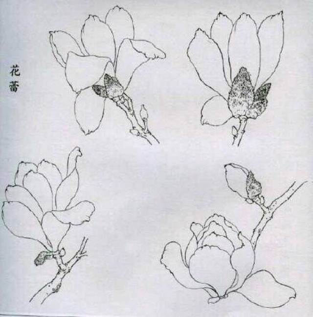 工笔绘画技法:玉兰花线描画谱