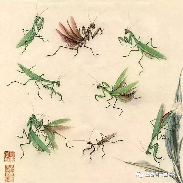 图文并茂蚱蜢蝗虫络纬螳螂画法示范