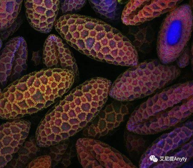 3r艾尼提便携式显微镜500倍放大后的百合花粉