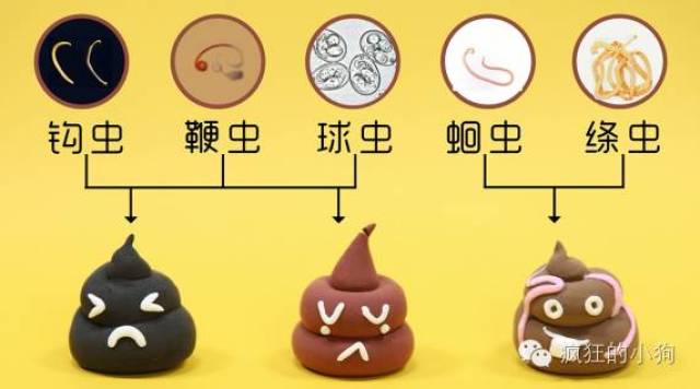 狗狗有寄生虫的10个迹相