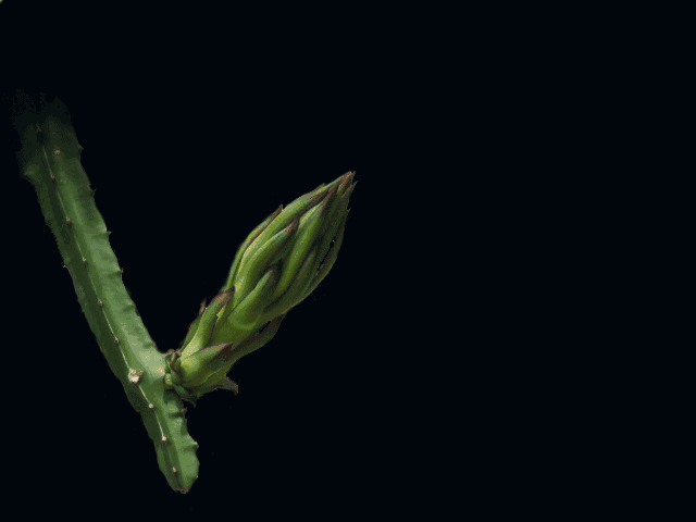 ▽▽▽ 你见过火龙果开花吗?
