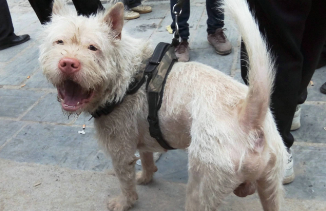 洋狗横行,国犬落寞,仅存的2种原生犬,可撑起中华名犬的大旗