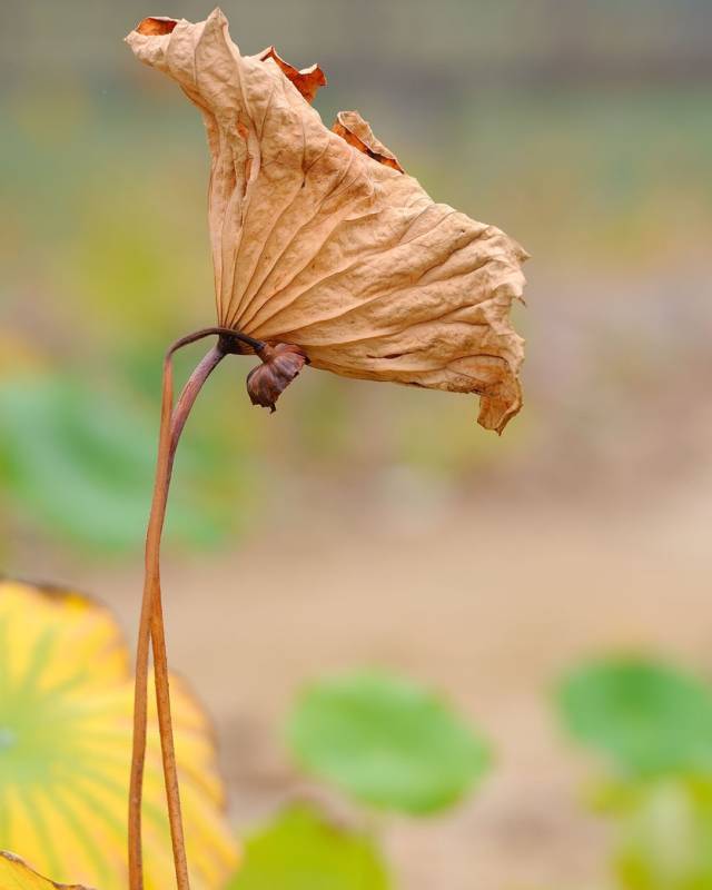 历代咏枯荷诗词精选一十六首 木落青无影,荷枯澹有香