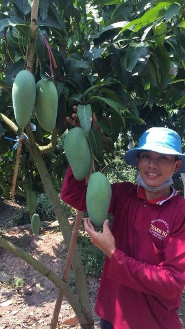 比脸还大,比糖还甜!产地直供的大青芒在这里