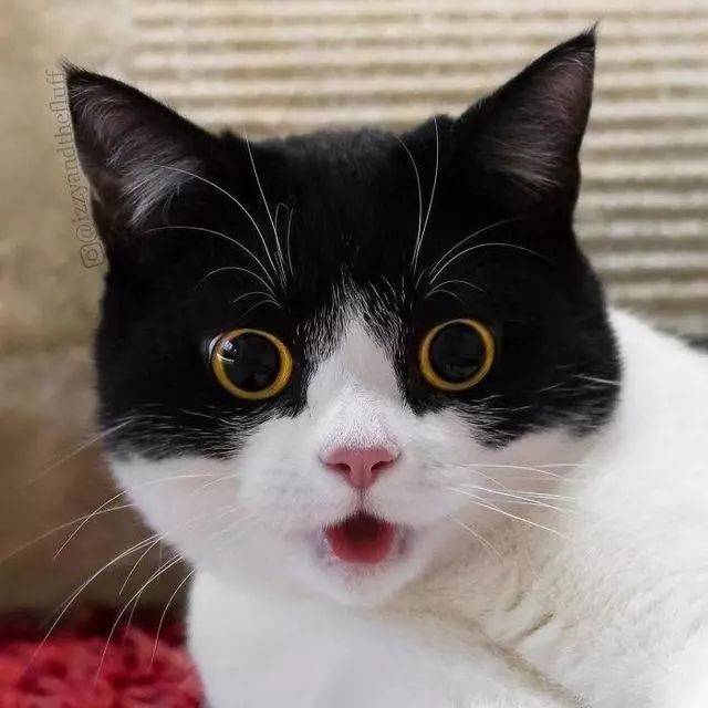 猫咪经常露出古怪表情,逗得主人哭笑不得