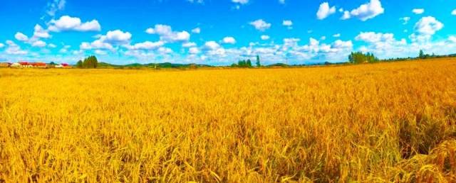 丰收之际 漫步于田间 映入眼帘是一片黄色海洋 无数株饱满的稻谷 寓意