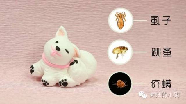 狗狗有寄生虫的10个迹相