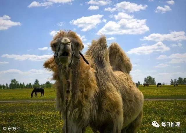 N个冷知识!蓝鲸的心脏有多大?