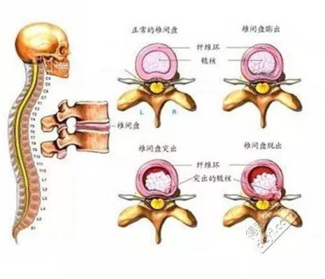 膀什么腰什么成语_牛膀是牛的什么