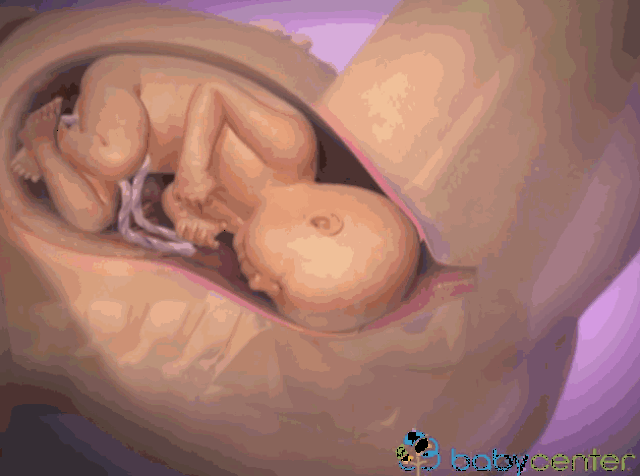 宝宝出生全过程3d图,带您全面了解分娩过程