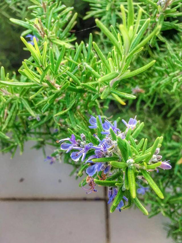 而在品香草茶的村落里,也有很多晒干的迷迭香和鼠尾草等.