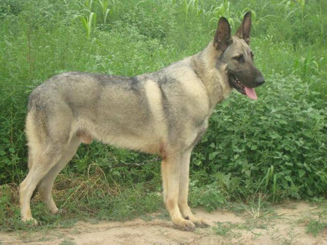 狼青犬是北方常见的一种狼狗,也是最接近狼的一种狼犬.