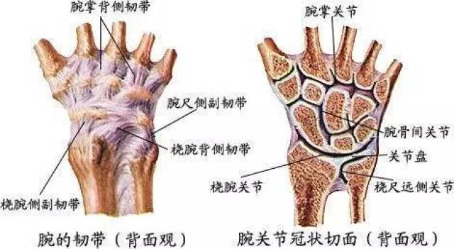 来源 | 医学界骨科频道 一,腕关节解剖 腕关节解剖范围可以分成狭义