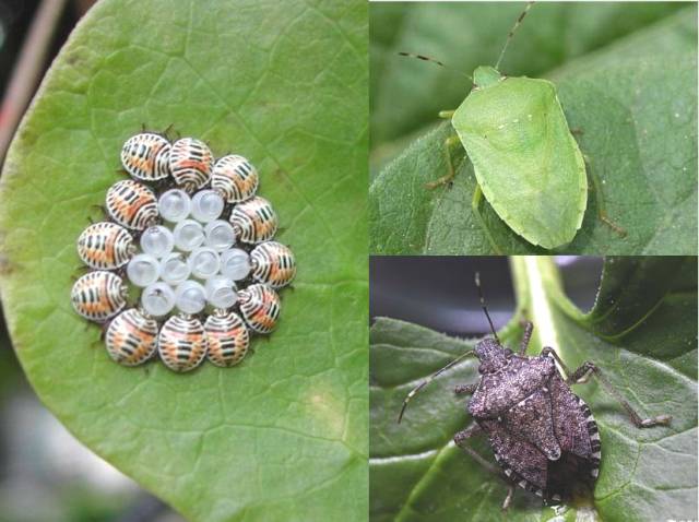 六,椿象 左:黄斑椿象若虫 右:稻绿蝽,茶翅蝽成虫 【防治】:成虫为害