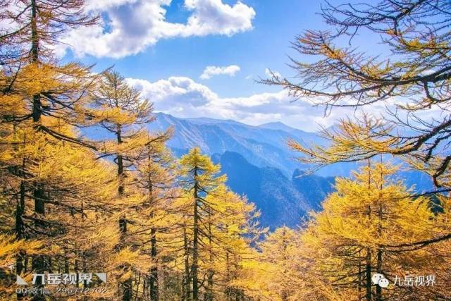 ◣九岳视界◥ 北南穿越太白山,红杉遍野醉金秋