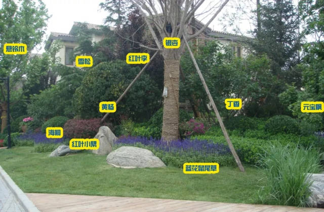 (附植物配置案例图)