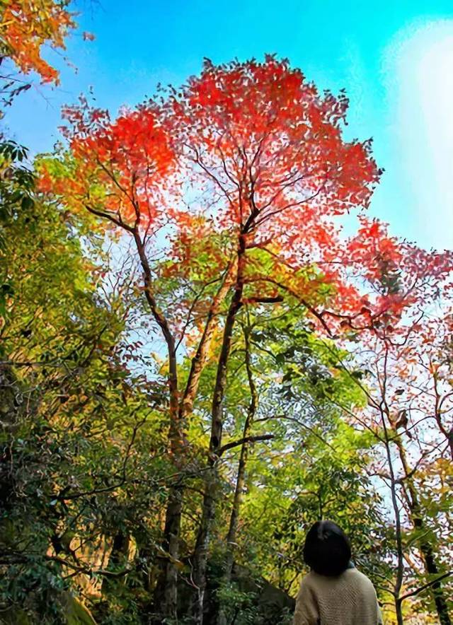 名字里有红字,穿着红衣服,15日起参加大明山红叶节,免