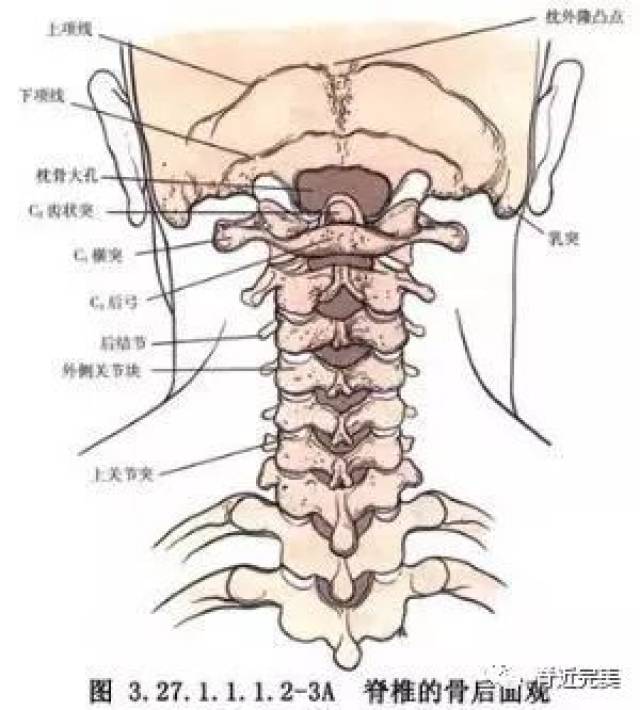 第四颈椎段:主要关联颈部肌肉,咽,臂等.