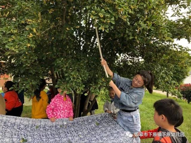 你们摇桂花,我们也不闲着,我的小手轻轻将桂花摘下来,一定摘最香的那