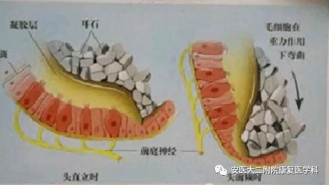 当头位相对于重力方向改变时,耳石颗粒受重力作用相对半规管管壁发生