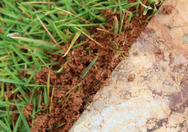 红火蚁是社会性的生活结构,成熟的红火蚁蚁群中,蚂蚁个体数量可多达
