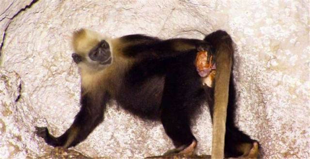 这一只怀孕的母猴正在进行生产,小猴子的脑袋已经差不多快要出来了.