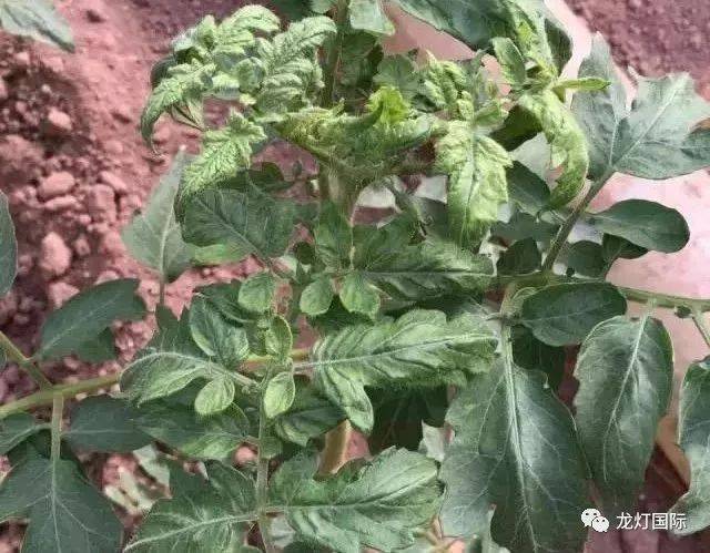 番茄褪绿病毒病"来势汹汹,怎么有效防治?