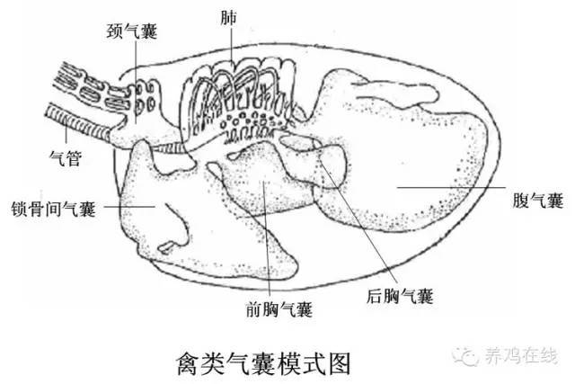 1,鸡呼吸系统结构的特殊性 禽类所特有的气囊结构,使鸡的呼吸系统可以