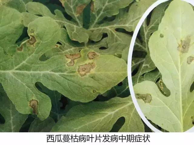 图说病害|西瓜蔓枯病各部位发病症状图谱来了