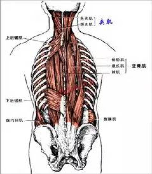 竖脊肌为什么容易损伤?