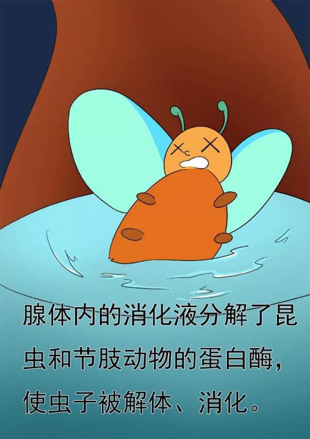 科普漫画 | 猪笼草的盖子有什么用?
