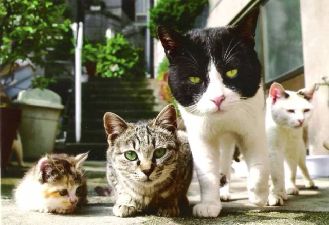 吸猫体质到底有多可怕?这个铲屎官就差跪地求