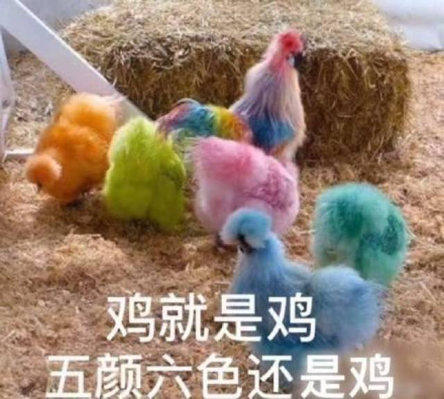 今日份搞笑表情包18张:鸡就是鸡,五颜六色还是鸡