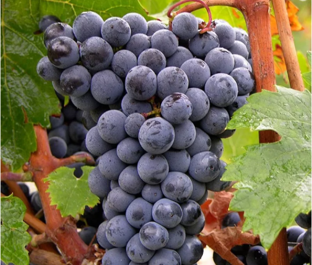 葡萄酒中的十大葡萄品种