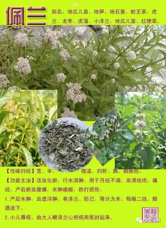 常用中草药300种图谱(收藏)