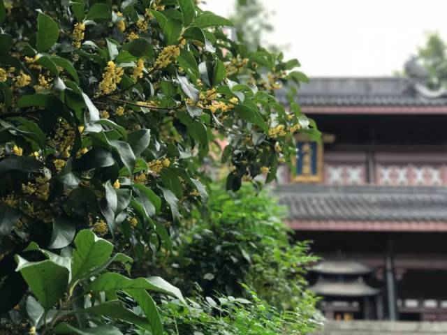 第二波桂花盛放!五大赏桂宝地,喝茶,寻香一步到位!