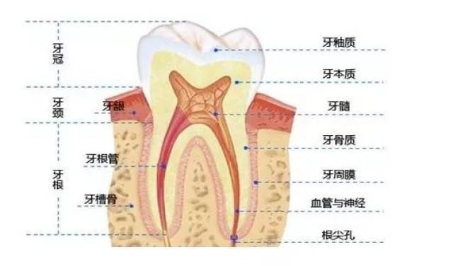 牙齿主要由牙釉质,牙本质及牙髓三部分组成, 能影响到颜色的是牙釉质