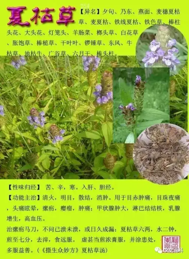 常用中草药300种图谱(收藏)