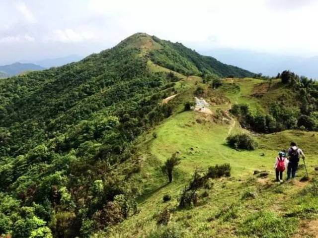 云浮罗定八排山大草原就是其中之一,这种只在川藏云贵高原才有的景色