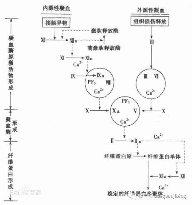 正常的凝血途径