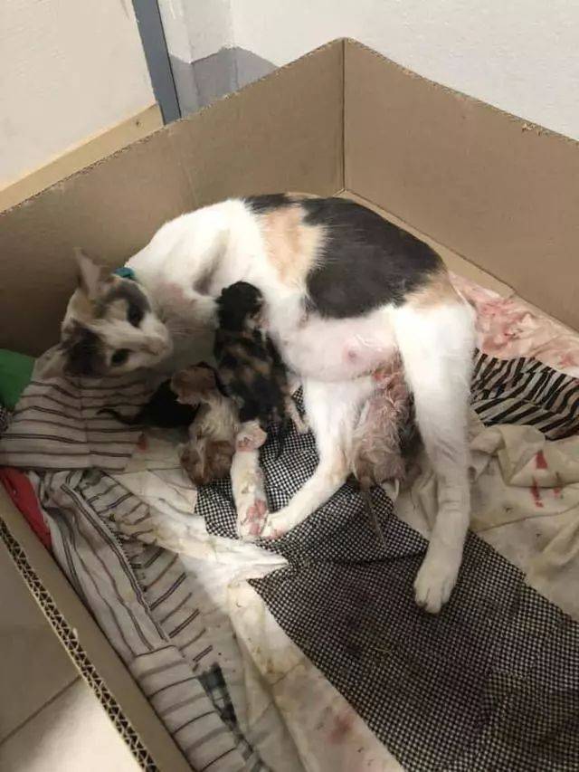 猫妈妈刚生了毛孩子在给宝宝喂奶,猫爸爸紧张地守在一旁寸步不离