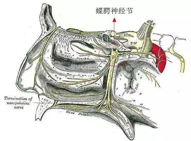 三 ,蝶腭神经节在哪里?