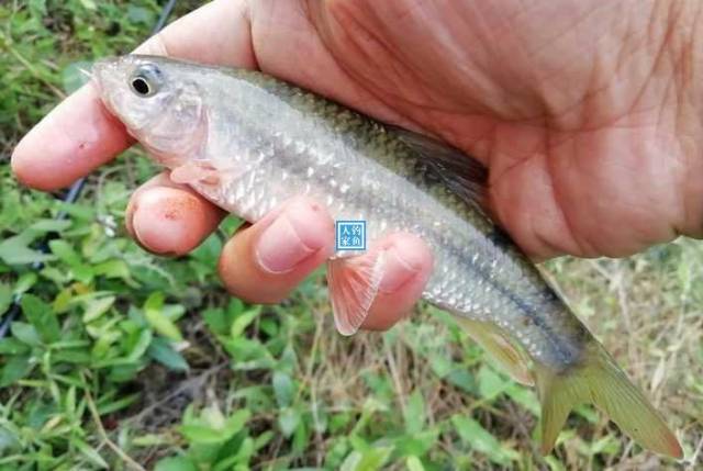 凤凰山溪流,原生态河流探钓石花鱼,收获200元一斤的名贵石花鱼