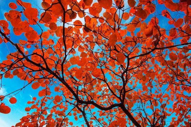 挂在树梢枝头的红叶,黄叶,绿叶密密麻麻,与蓝天交相辉映,就像大自然绘