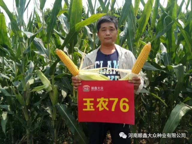 中国好玉米—玉农76