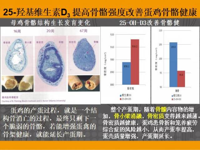 含有25羟基维生素d3的鱼肝油对蛋鸡的营养与保健有何价值和意义?